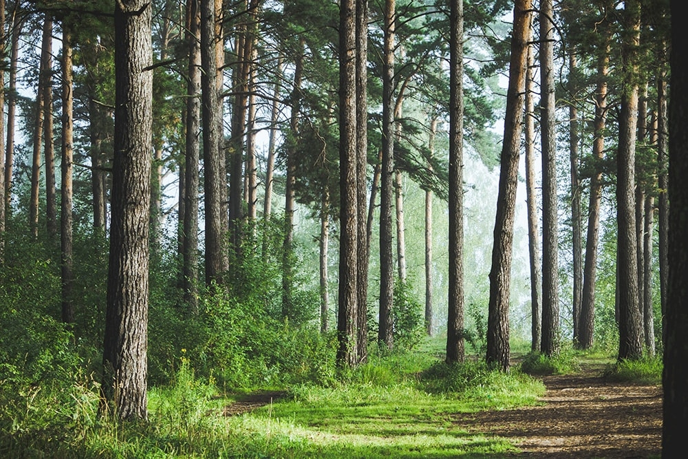 фотошпалери на стіну Узлісся