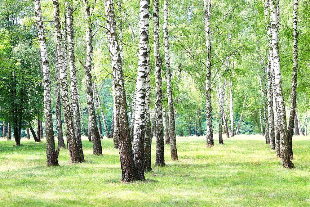 фотообои на стену Берёзы