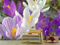 Вибрати фотошпалери  в передпокій Білі і фіолетові крокуси вищої якості великий вибір кращих фото шпалер на стіну в інтернет магазині Еко Шпалери