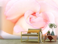 Вибрати фотошпалери  в передпокій Ніжна троянда бутон вищої якості великий вибір кращих фото шпалер на стіну в інтернет магазині Еко Шпалери