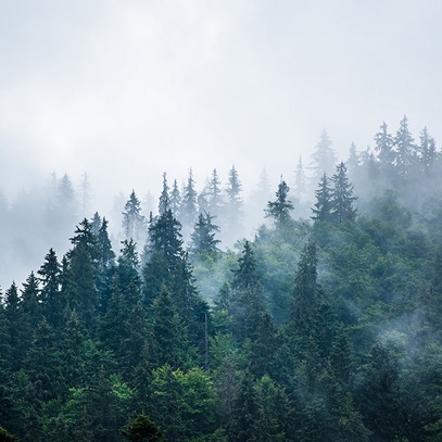 Вибрати фотошпалери на стіну Туманний ліс великий вибір кращих фото шпалер відмінної якості в магазині Еко Шпалери