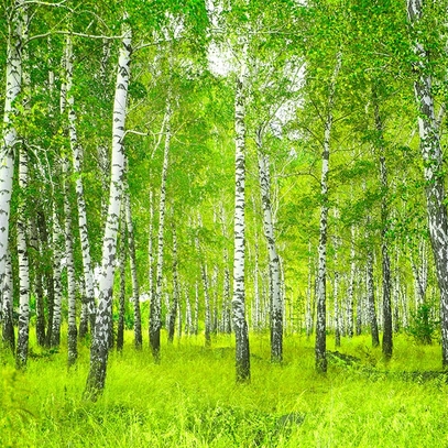 Вибрати фотошпалери на стіну Березовий ліс навесні великий вибір кращих фото шпалер відмінної якості в магазині Еко Шпалери