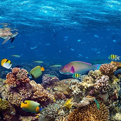 Выбрать фотообои на стену Подводный мир красного моря большой выбор лучших фото обоев отличного качества в магазине Эко Обои