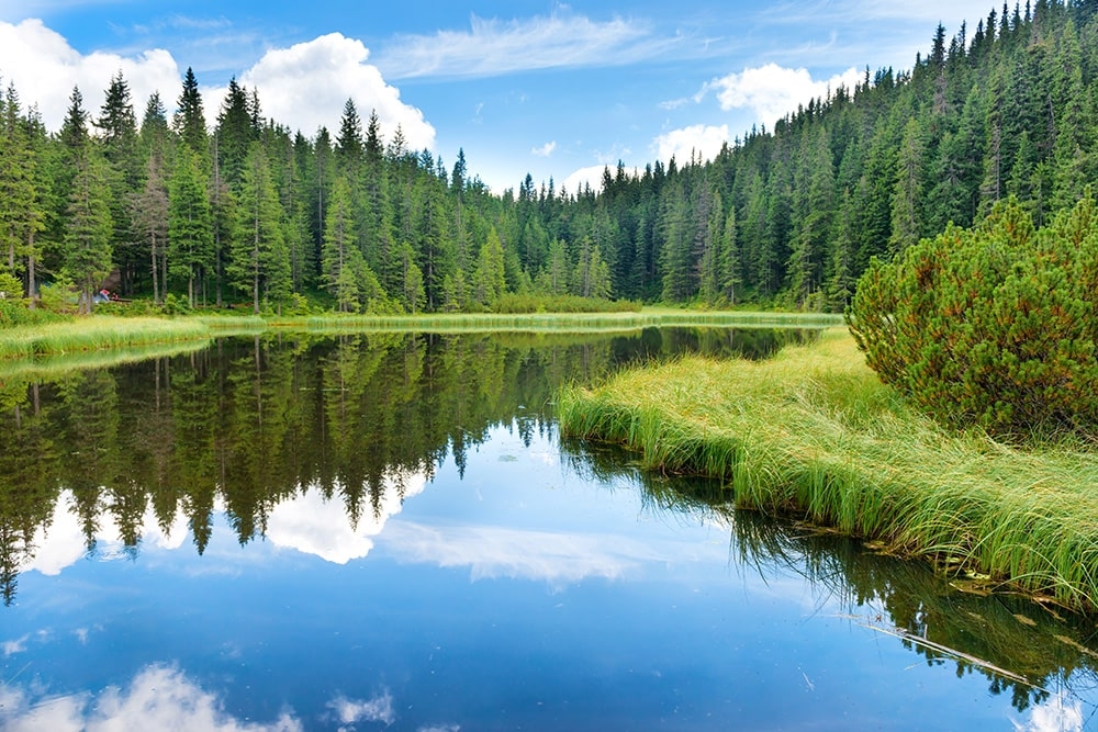 фотошпалери на стіну Лісове озеро